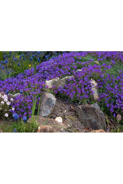 Обреція Каскад Пурпл серед каміння